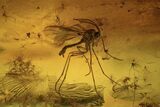 Two Fossil Flies (Diptera) In Baltic Amber #123385-1